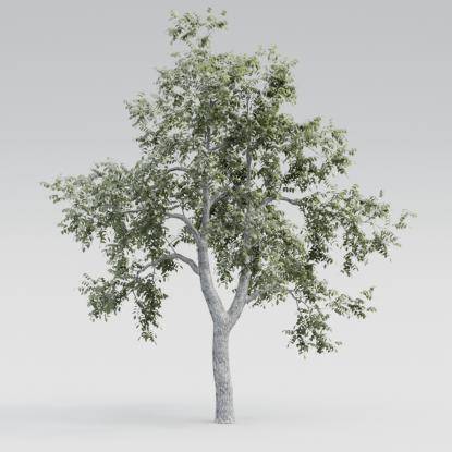 Common Walnut Mature V3