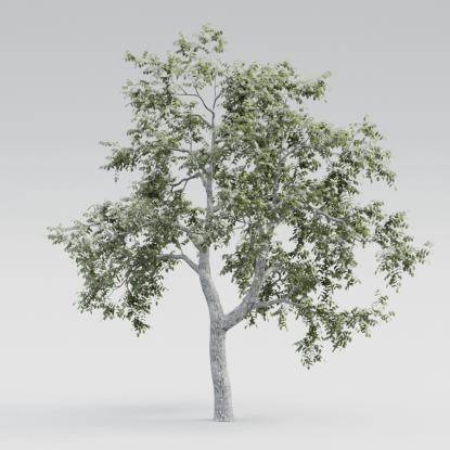 Common Walnut Mature V4