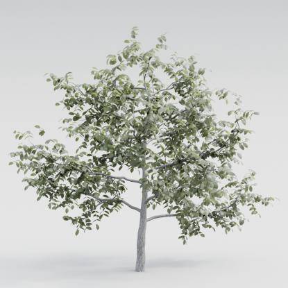 Common Walnut Young V4