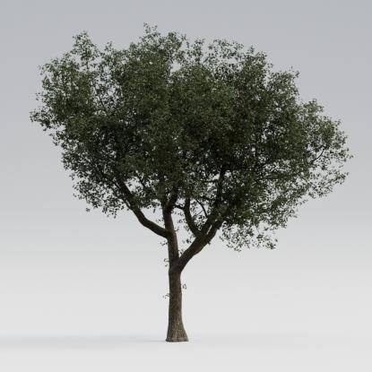 European Oak Mature V1