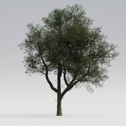 European Oak Mature V2