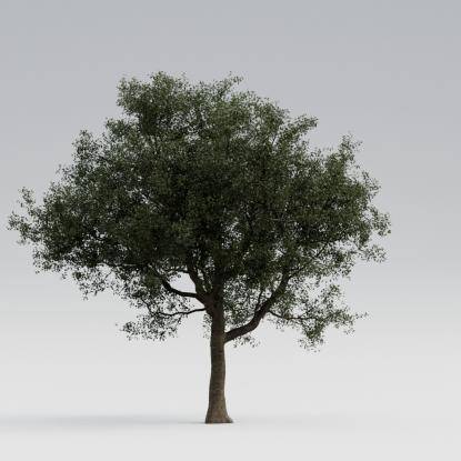 European Oak Mature V3