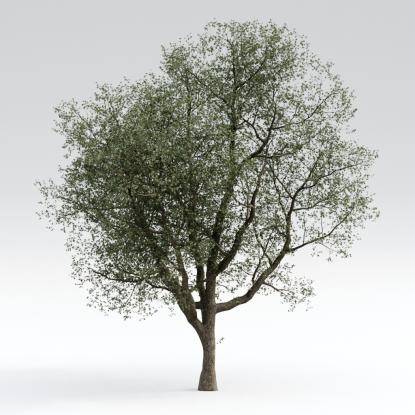 European Oak Mature V4