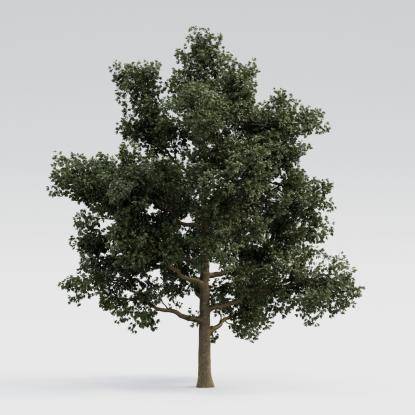 European Oak Middle V1