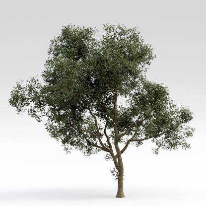 European Oak Middle V2