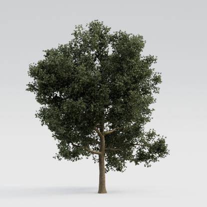 European Oak Middle V3