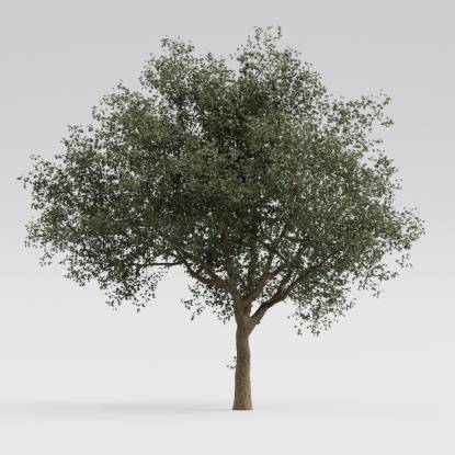 European Oak Middle V4