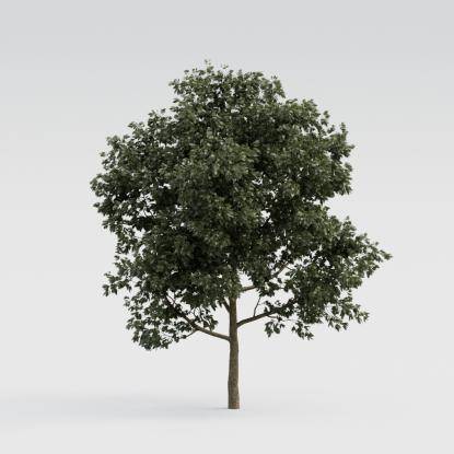 European Oak Young V1