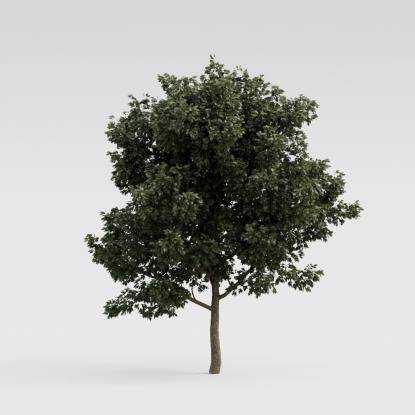 European Oak Young V2
