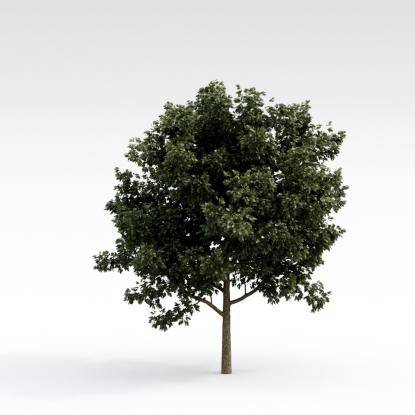 European Oak Young V3
