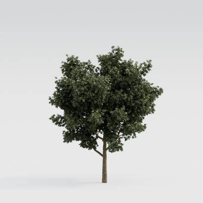 European Oak Young V4