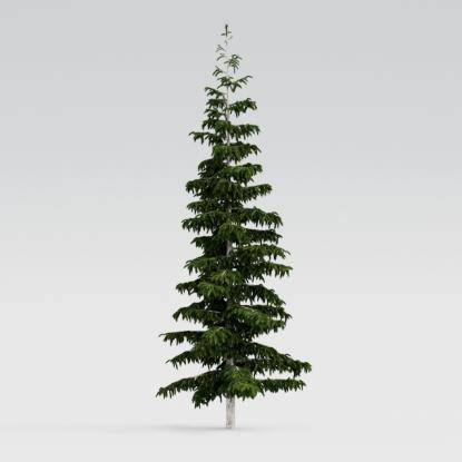 Himalayan Cedar 10M