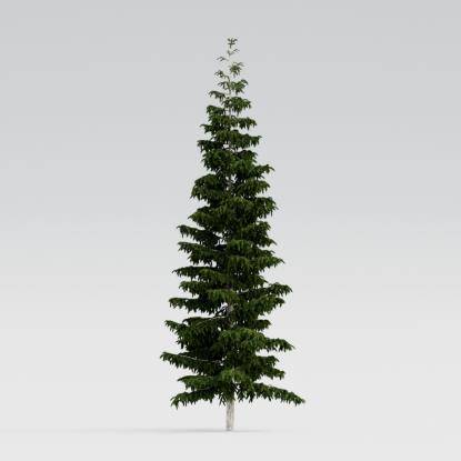 Himalayan Cedar 12M