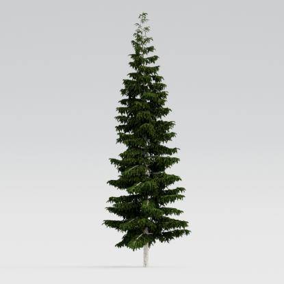 Himalayan Cedar 14M
