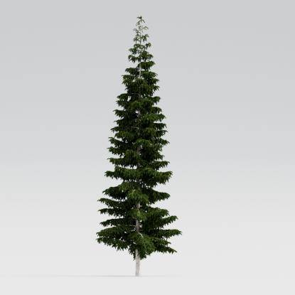 Himalayan Cedar 15M