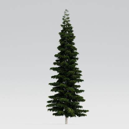 Himalayan Cedar 17M