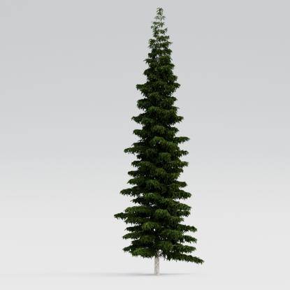 Himalayan Cedar 19M