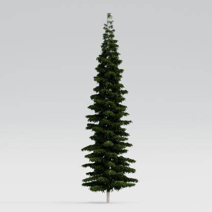 Himalayan Cedar 20M