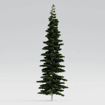 Himalayan Cedar 21M