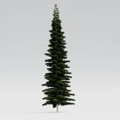 Himalayan Cedar 23M