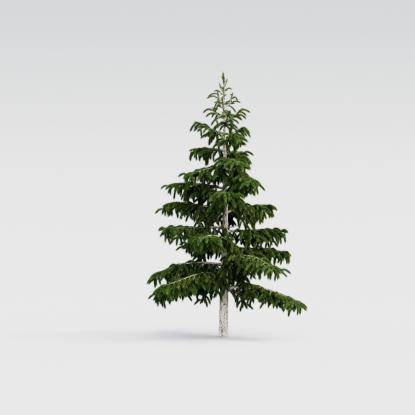 Himalayan Cedar 5M