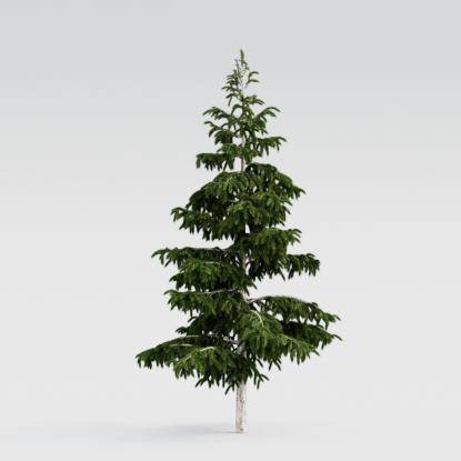 Himalayan Cedar 6M