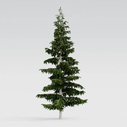 Himalayan Cedar 8M