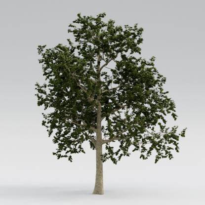 Norway Maple Mature V1