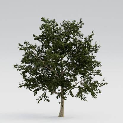 Norway Maple Mature V3