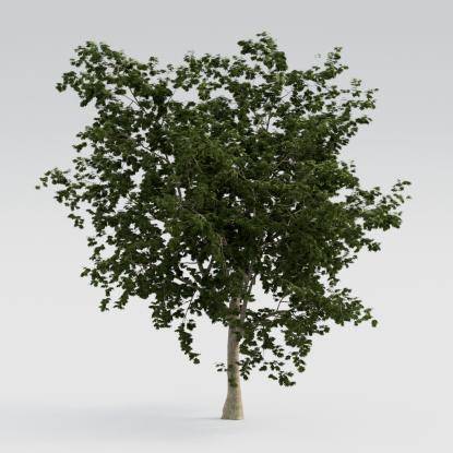 Norway Maple Mature V4