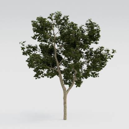 Norway Maple Middle V1
