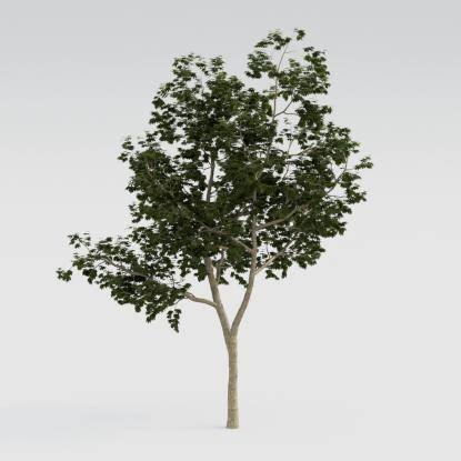 Norway Maple Middle V2