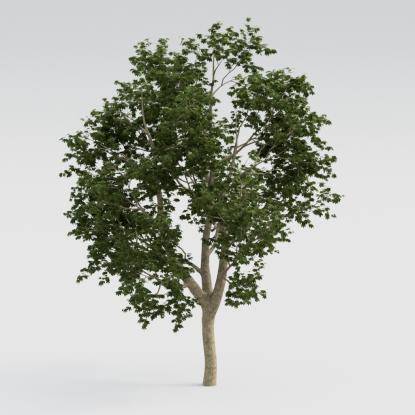 Norway Maple Middle V4