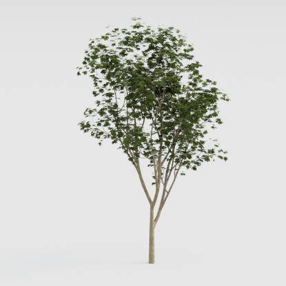 Norway Maple Young V1
