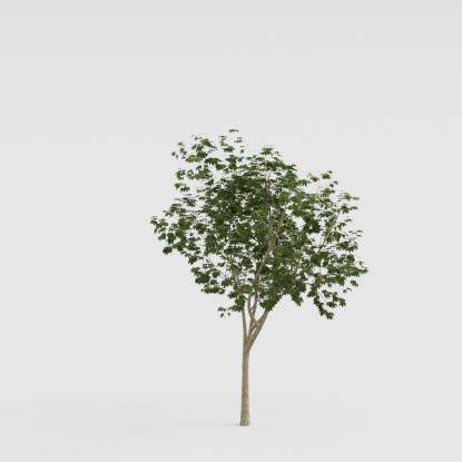 Norway Maple Young V2