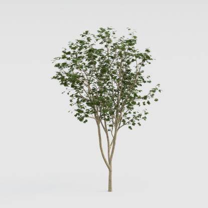 Norway Maple Young V3