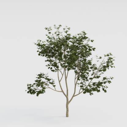 Norway Maple Young V4