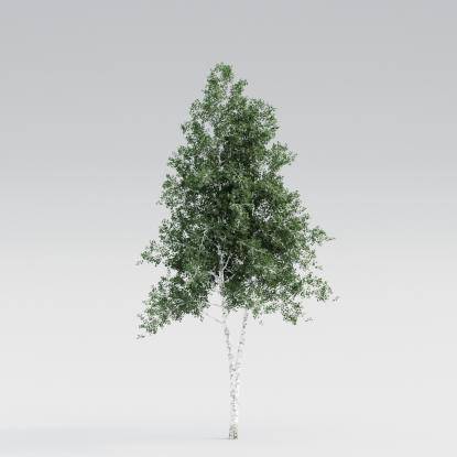 Silver Birch Mature v1