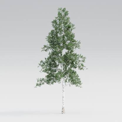 Silver Birch Mature V2