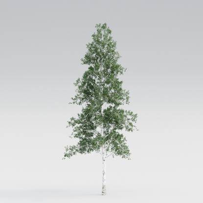 Silver Birch Mature v3