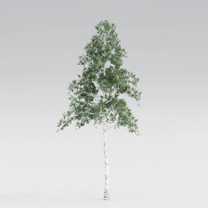 Silver Birch Mature V4