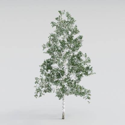 Silver Birch Middle V1