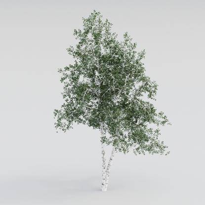 Silver Birch Middle V2