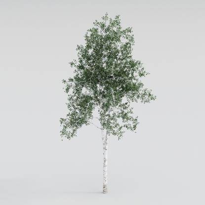 Silver Birch Middle V3