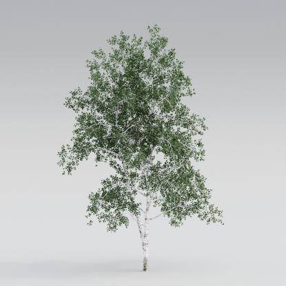 Silver Birch middle V4
