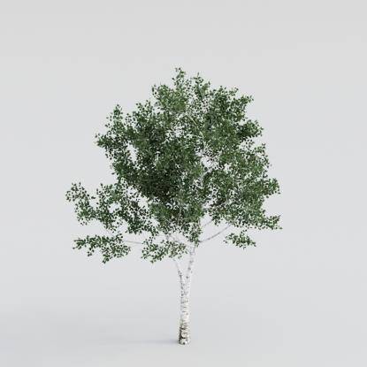 Silver Birch Young v1