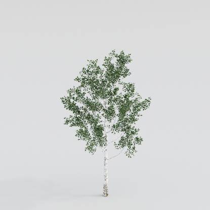 Silver Birch Young v2