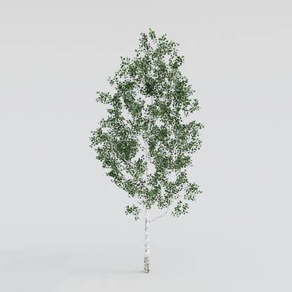 Silver Birch Young v3