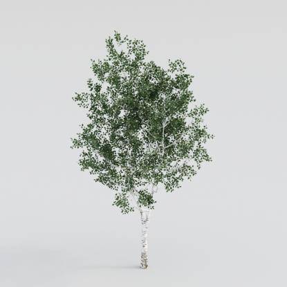 Silver Birch Young v4