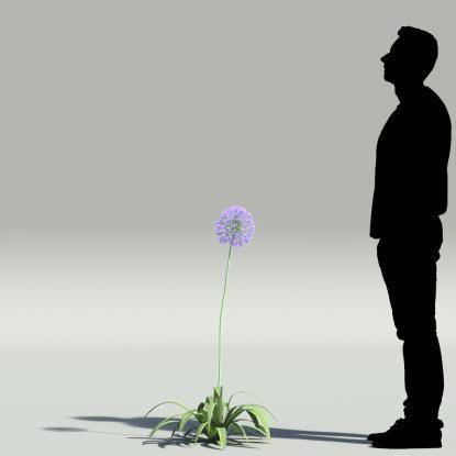 African lily V1